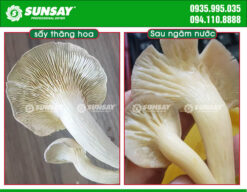 Nấm sấy thăng hoa