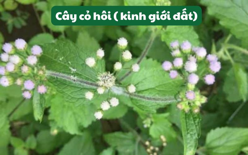 Cây cỏ hôi hay còn gọi là cây kinh giới đất