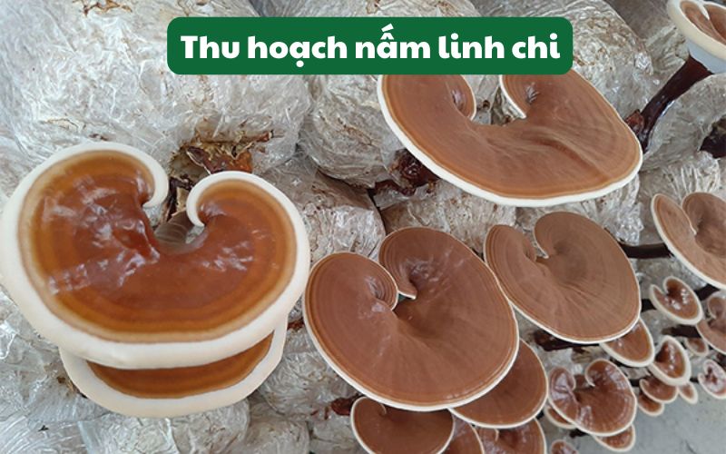 Thu hoạch đúng thời điểm để đảm bảo chất lượng nấm